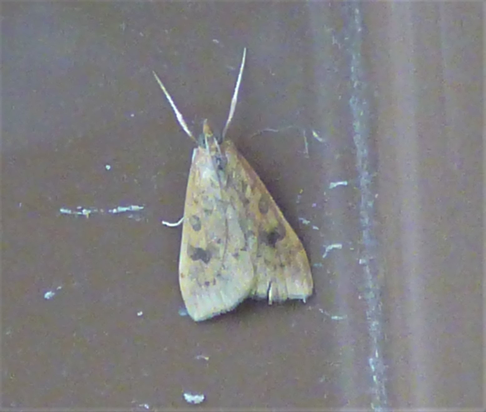 Udea ferrugalis-Crambidae